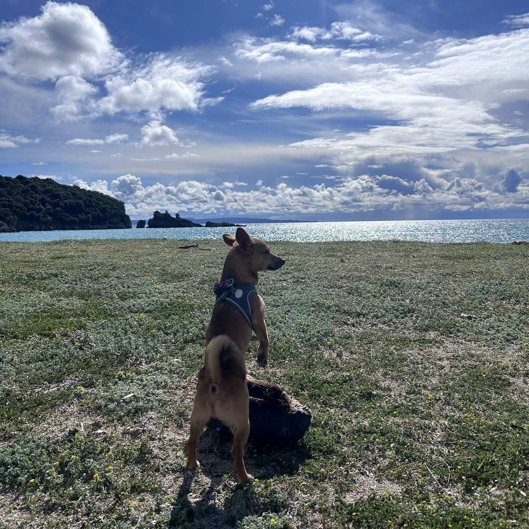 Dog gazing at the sea