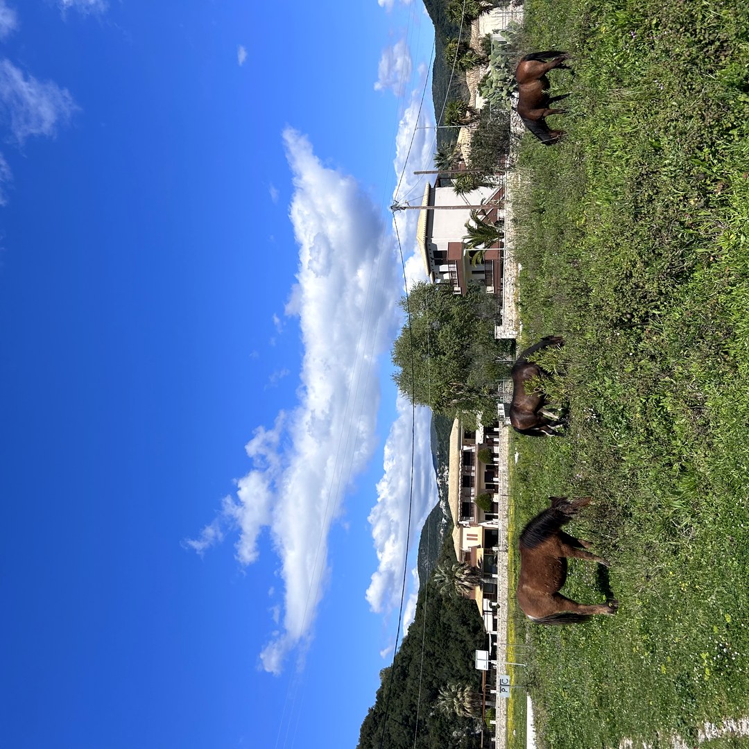 Wild horses grazing