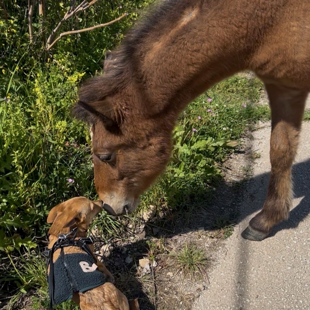Horse in love
