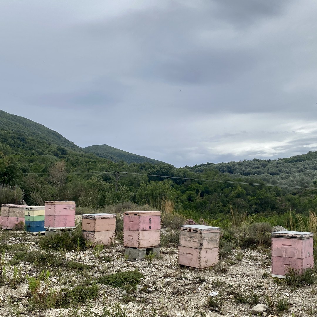 Beehives in the mountains