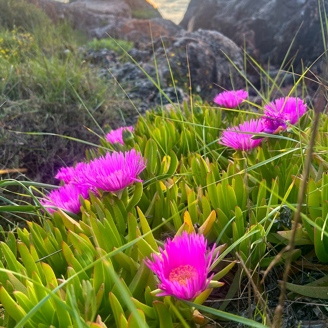 Pink flowers at sunset