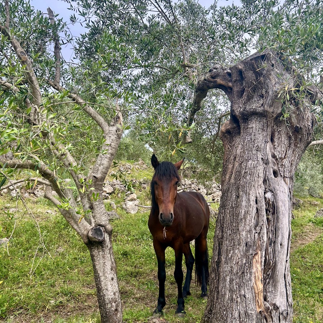 Horse in olive grove
