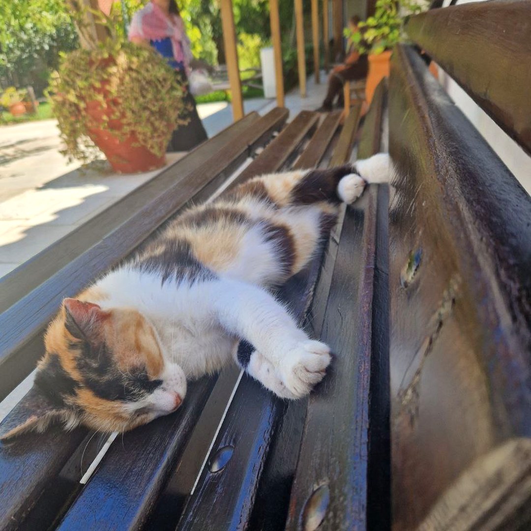 Kitten sleeping on bench