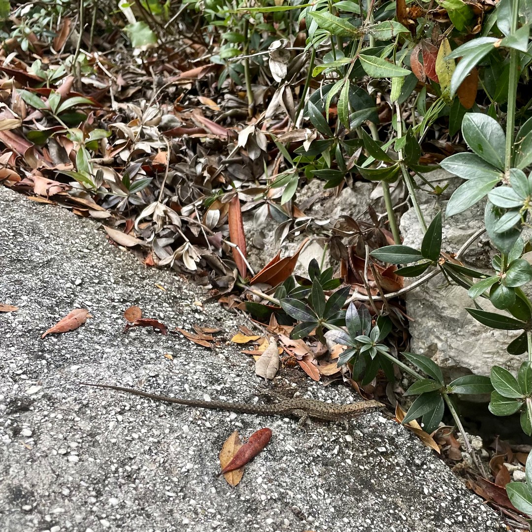 Lizard in the garden